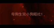 母狗生完小狗呕吐