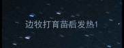 边牧打育苗后发热