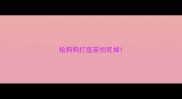 给狗狗打疫苗怕死掉