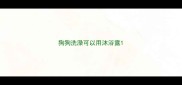 狗狗洗澡可以用沐浴露