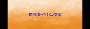 猫咪要打什么疫苗