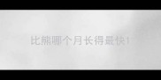比熊哪个月长得最快