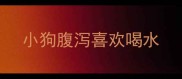 小狗腹泻喜欢喝水