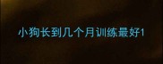 小狗长到几个月训练最好
