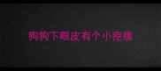 狗狗下眼皮有个小疙瘩