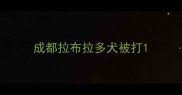 成都拉布拉多犬被打