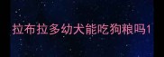 拉布拉多幼犬能吃狗粮吗