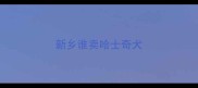 新乡谁卖哈士奇犬