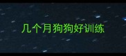 几个月狗狗好训练