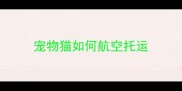 宠物猫如何航空托运