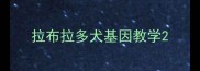 拉布拉多犬基因教学