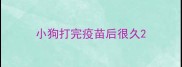 小狗打完疫苗后很久