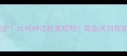 边牧串智商排名出炉比纯种边牧更聪明混血犬的智商优势与养护指南