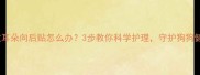 边牧耳朵向后贴怎么办3步教你科学护理守护狗狗健康