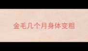 金毛几个月身体变粗