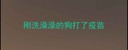 刚洗澡澡的狗打了疫苗