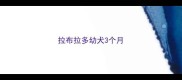 拉布拉多幼犬3个月