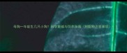 母狗一年能生几只小狗科学繁殖与饲养指南附配种注意事项