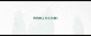 狗狗脚上长红肉瘤