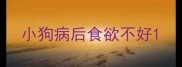 小狗病后食欲不好