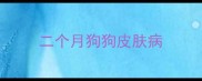 二个月狗狗皮肤病