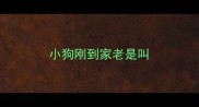 小狗刚到家老是叫