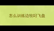 怎么训练边牧叼飞盘