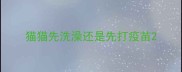 猫猫先洗澡还是先打疫苗
