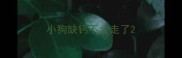 小狗缺钙不会走了