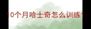10个月哈士奇怎么训练