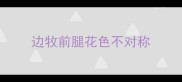 边牧前腿花色不对称