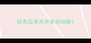 拉布拉多犬半岁好训练