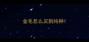 金毛怎么买到纯种