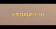 小狗都有哪些外形