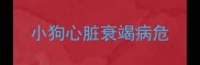 小狗心脏衰竭病危