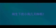 刚生下的小狗几天睁眼