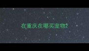 在重庆在哪买宠物