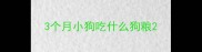 3个月小狗吃什么狗粮