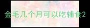 金毛几个月可以吃辅食