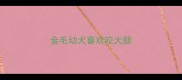 金毛幼犬喜欢咬大腿