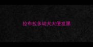 拉布拉多幼犬大便发黑
