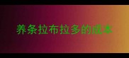 养条拉布拉多的成本
