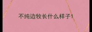 不纯边牧长什么样子
