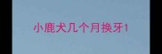 小鹿犬几个月换牙