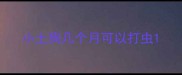 小土狗几个月可以打虫