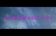 金毛最多能长到几个月