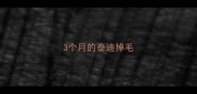 3个月的泰迪掉毛
