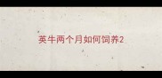 英牛两个月如何饲养