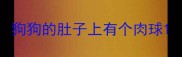 狗狗的肚子上有个肉球