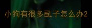 小狗有很多虱子怎么办